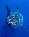   Business End Photo Great White taken Guadalupe Island Mexico Olympus C8080  